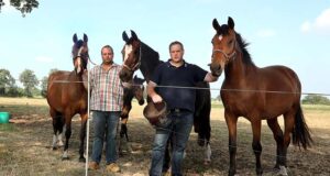Steggink family breeding: “Not afraid of too much blood”