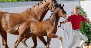 Last but not least: Eventers and foals, season conclusion