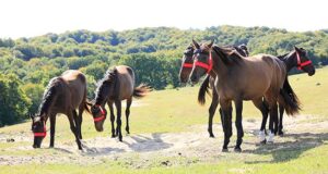 Equine monitoring: Brösarp Project – a haven in Skåne