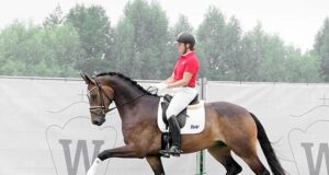 €590,000 for Escamillo son and 100% Zhashkiv Stud success