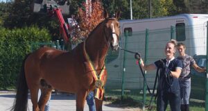 Belgian ‘Open’ Breeding Championship 2022