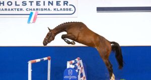 Highly talented Holsteiners from World Champion families