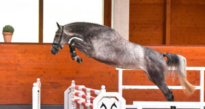 Hanoverian Auction Online