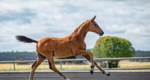 Record-breaking prices at two SWB Elite Foal Auctions