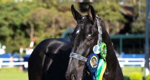 ABCCH celebrates 17th National Festival of BH breed