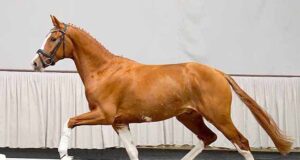 Zoom son dances to top of Westfalian auction price list