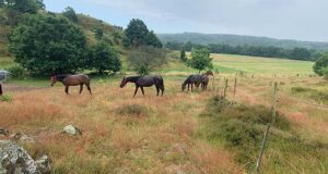 Equine monitoring: Brösarp Project – Part 2