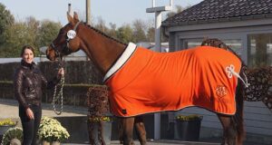 Pegase, Orak and Taran sire Belgian free jumping winners
