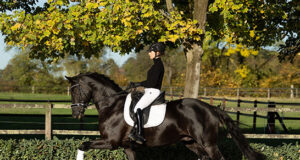 60th Trakehner Stallion Market: December 1-3
