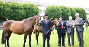Irish Sport Horses shine during 2022 showing season