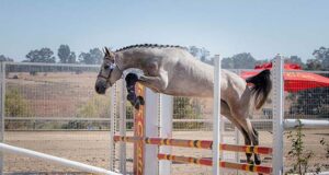 Sport horse breeding within the South African landscape