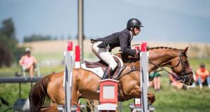 Canadian Warmblood Horses: 2022 Year in Review