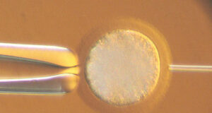 Transparency and traceability in trading straws and embryos