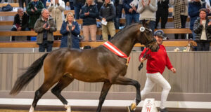 Sensational €1.2 million for Westfalian champion stallion
