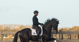 Willeke Bos: KWPN Breeder of the Year Dressage