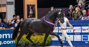 First-round viewing produces promising KWPN collection
