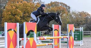 Anglo European Studbook winter stallion gradings