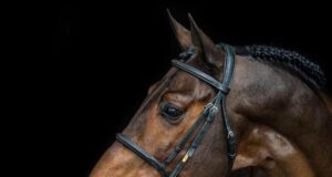 Young Zangersheide stallion Caesar Z leased to Brazil
