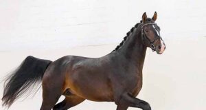 High international interest as Baggio son travels to USA