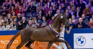KWPN Stallion Show: Confidence ahead of performance test