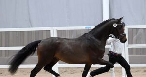 Trakehner stallion weekend and spring licensing