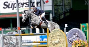 Canadian Warmblood 2023 Stallion Service Auction