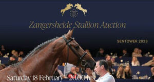 Bringing expertise to a young stallion auction…
