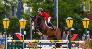 Million Dollar: A rising star for the Holsteiner Verband