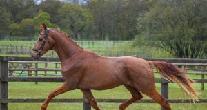 AES UK stallion gradings spring tour results
