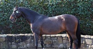 Horse Sport Ireland 2023 stallion selections