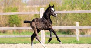 Foal summer in Holstein: Top youngster opportunities
