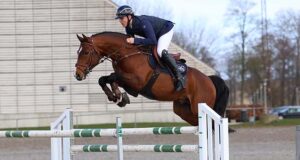 Five post-selection stallions approved for Danish Warmblood