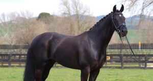 NZ dressage records fall to Windermere J’Obei W