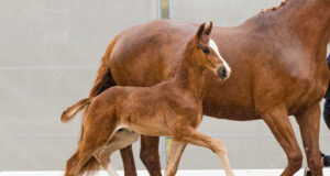 Verden Foal Spring – round 2