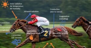 Heat stress in horses: A literature review