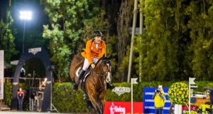 Carambole: A Holsteiner-born, KWPN predicate stallion