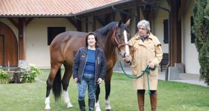 Warmblood breeding begins with a passion for genetics