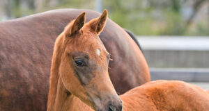The Oldenburg Elite Foal Auction – bid now!