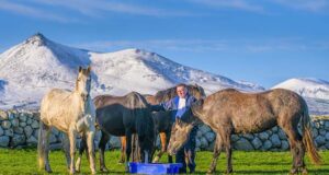 Ireland’s John McKibbin: A man of mares