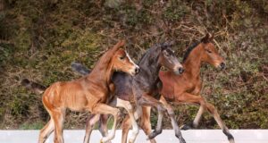 June 10: 21 Holsteiner foals looking for new owners!