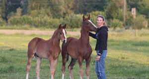 Studfarm ‘De Withoeve’: Cradle of international showjumpers