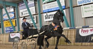 Spearheading sport for Friesian studbook stallions