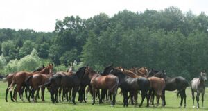 Focus on animal welfare for breeding stallion management