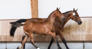 KWPN Online Foal Auction opens