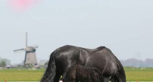 ‘Conservation of the Friesian horse’ DNA health profile