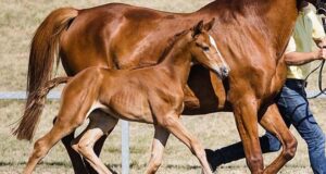Hanoverian Days in Poland crowns ‘superchampion’