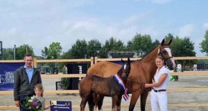 AES Netherlands hosts foal show and mare grading
