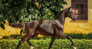 Exciting selections revealed for SWB Elite Foal Auctions 2023