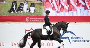 Two stunning mares named 2023 DWB Elite Champions