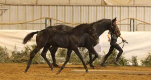 Jumper bloodlines prominent at Alberta Breeder Show 2023